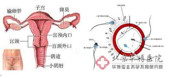 卵巢坏死 女人常做这事竟会导致卵巢坏死