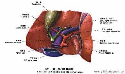 胆囊在肝的什么位置 胆囊和肝的关系