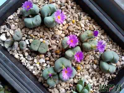 肉锥怎么养(花友心得)