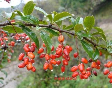 附子人参山茱萸汤 转载：一味山茱萸，胜过人参和当归　 图片