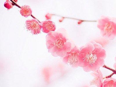 2017金牛女桃花运势 新年一月桃花运势