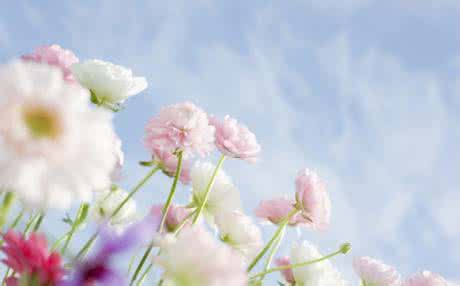 风清云淡紫色花开 时光清味，淡若花开