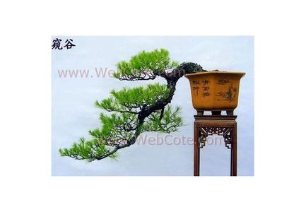 马尾松盆景制作视频 马尾松盆景的制作过程技术