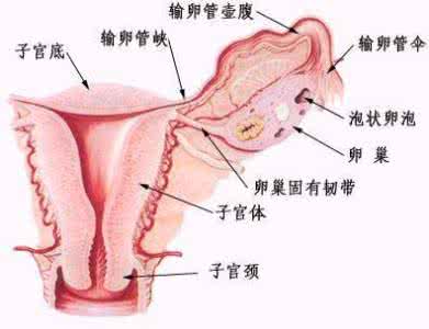 子宫在左边还是右边图 子宫在左还是右