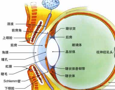 飞蚊症 【帮帮帮】听众推荐——脑供血不足、飞蚊症