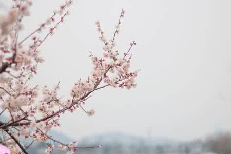 桃花夭夭 灼灼其华 桃花夭夭 灼灼其华 灼灼其华是桃花 桃花的介绍与养殖方法