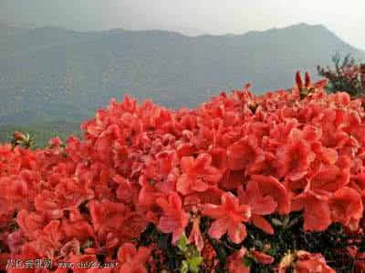 通天蜡烛 通天蜡烛 活动|【4月1日】周六登“通天蜡烛”醉迷杜鹃花海