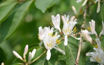 金银木 金银木养殖方法介绍