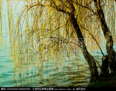 柳树高清图片 描写柳树 ? ?如何肯到清秋日,已带斜阳又带蝉