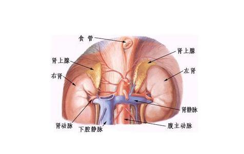 肾上腺高血压 肾上腺