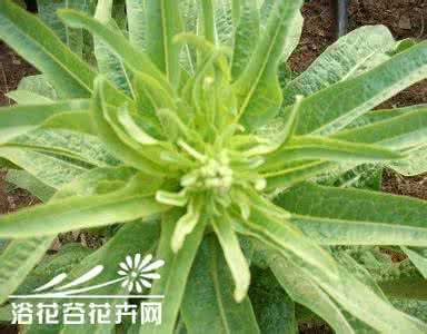 蔬菜常见病虫害及防治 莴苣常见病害及防治