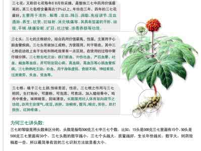 三七的药用功效和作用 三七的药用功效