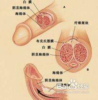 自然阴茎增长训练图解 男人阴茎自然增长方法有哪些