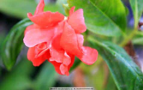 这种花叫'凤仙花', 从头到尾都是宝, 是治疗灰指甲良药