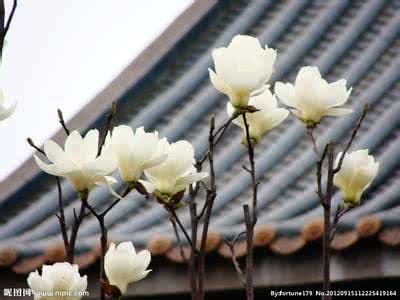 玉兰花什么时候开 玉兰花一年开几次花 【玉兰花开】玉兰花什么时候开