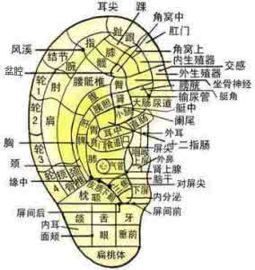 观耳朵知长寿 耳朵是肾开关,越摸越长寿