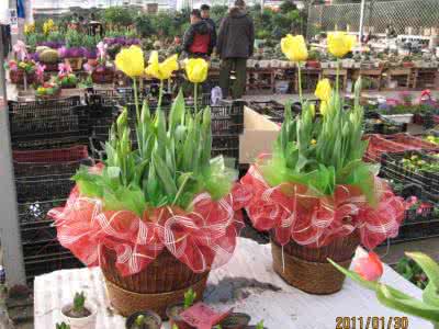 北京玉花园花卉市场 花市场 北京的花卉市场