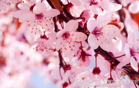 樱花季限定 粉色预警！只有樱花季才有的樱花限定商品，少女心又泛滥了！