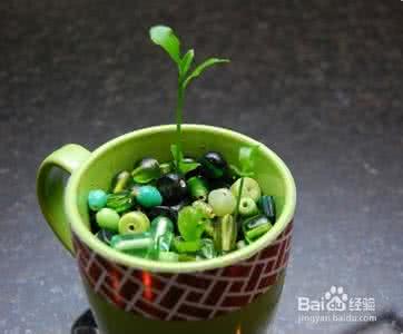 柠檬籽怎么种盆栽图片 用柠檬籽种小盆栽方法