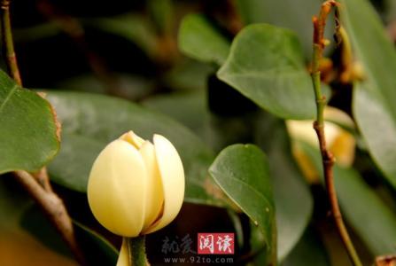 含笑花的养殖方法 含笑花的养殖方法 【含笑花的栽培】含笑花怎么养