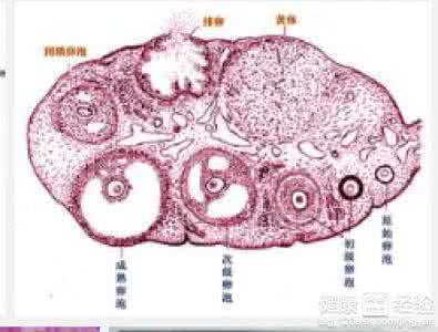 卵泡多大排出最易受孕 卵泡多大排出最易受孕 女性卵泡多大排出最易受孕