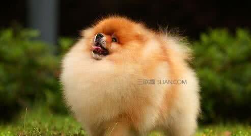 博美犬喜欢吃什么 博美犬吃什么 博美犬平常喜欢吃什么