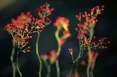 花卉摄影技巧 花卉摄影技巧（图文）