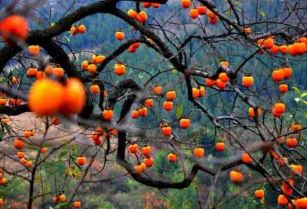 梦见柿子熟了 梦见柿子熟了 梦见柿子