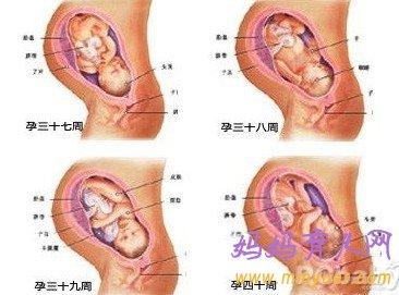 怀孕十个月肚子变化图 怀孕十个月每个月的变化