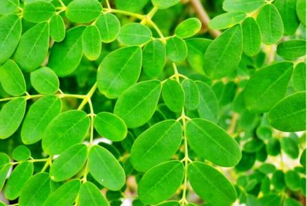 辣木叶片的骗局揭秘 辣木