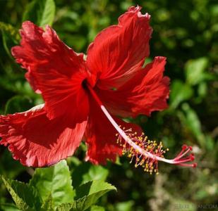 扶桑花 【花卉知识】扶桑花