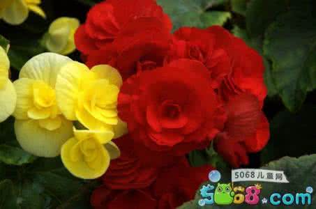 为什么丽格海棠不好养 丽格海棠的养殖方法和注意事项