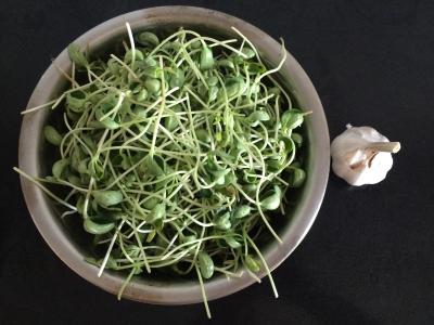 红薯苗的做法大全 黑豆苗的做法大全