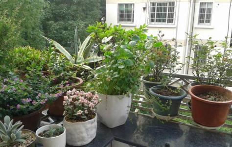 阳台裁什么植物风水好 阳台风水植物 阳台风水植物种什么好知识解析