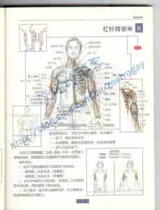 健身手臂训练动作图解 臂部训练 — 动作完全图解