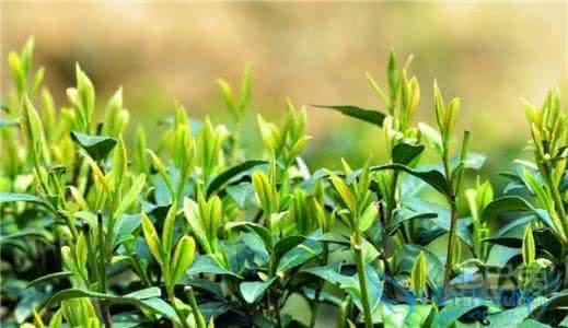茶叶的种类及特点 日本茶叶 日本茶叶的特点有哪些