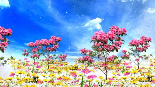 诗美、画美、花美(极美的一诗一画)