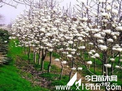玉兰的养殖方法视频 玉兰的养殖方法