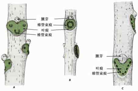 维管束痕怎么看 维管束痕