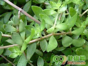 我用蒿甲醚治好了癌症 中草药制品蒿甲醚治癌值得一试