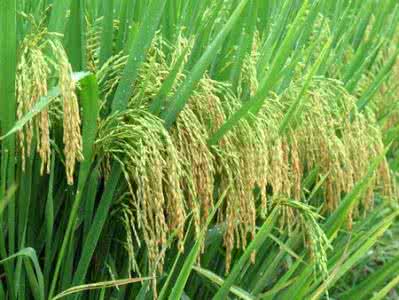 自汗和盗汗的区别 用糯稻根治自汗盗汗3次即愈