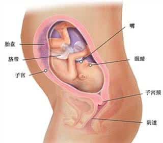 怀孕七个月检查哪些 怀孕七个月胎动频繁是什么原因