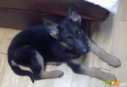 犬瘟热如何治疗 如何退烧 犬瘟热怎么退烧