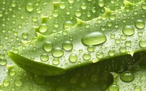 芦荟汁能直接涂脸吗 芦荟汁能直接涂脸吗 皮肤晒疼了涂点芦荟汁