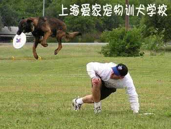 狗犬的训练 训狗:不同类型犬的训练方法