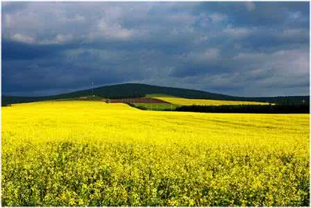 呼伦贝尔黄师傅 七月，一路奔向呼伦贝尔的那片金黄！