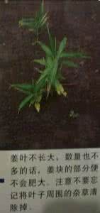 盆栽生姜的种植方法 盆栽生姜的种植教程(图文)