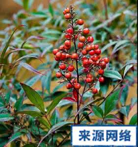 竹子叶的功效与作用 竹子叶的功效与作用 南天竹子的功效与作用