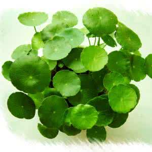 开满玫瑰花的院子 铜钱草 铜钱草丢地上能长满院子，为什么还会养死？