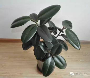 再也不乖 再也不乖 绝技 | 掌握这5点,养花再也不招虫!